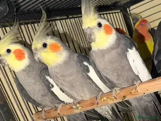 Cockatiels birds Baby cockatiel birds - Advert 2