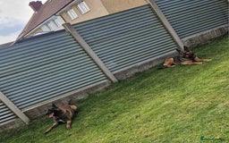 Belgian Shepherd Dog dogs for sale: Belgian shepherd's  - Image 3