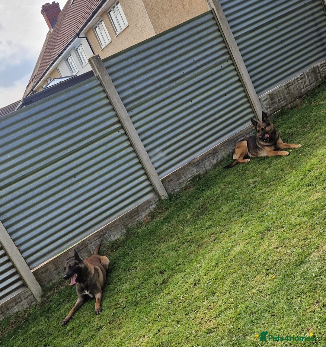 Belgian Shepherd Dog dogs for sale: Belgian shepherd's  - Image 3