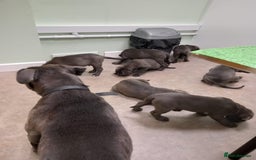 Cane Corso dogs for sale: Beautiful Cane Corso  - Image 2
