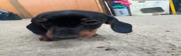 Dachshund dogs for sale: Daschund Puppies in Bridgwater - Advert 19
