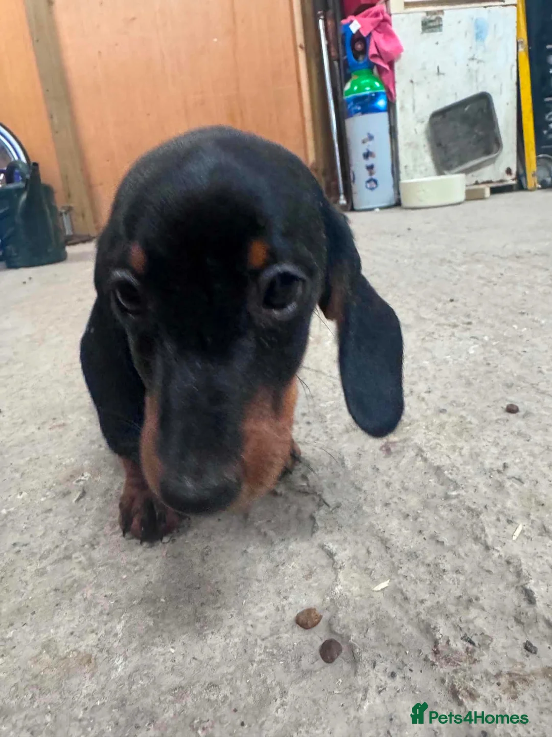 Dachshund dogs for sale: Daschund Puppies in Bridgwater - Advert 19