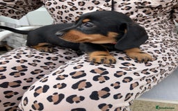 Dachshund dogs for sale: Litter of 8 - Image 9