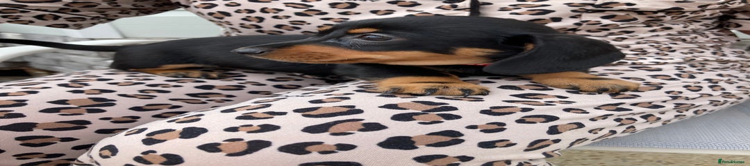 Dachshund Puppy 8