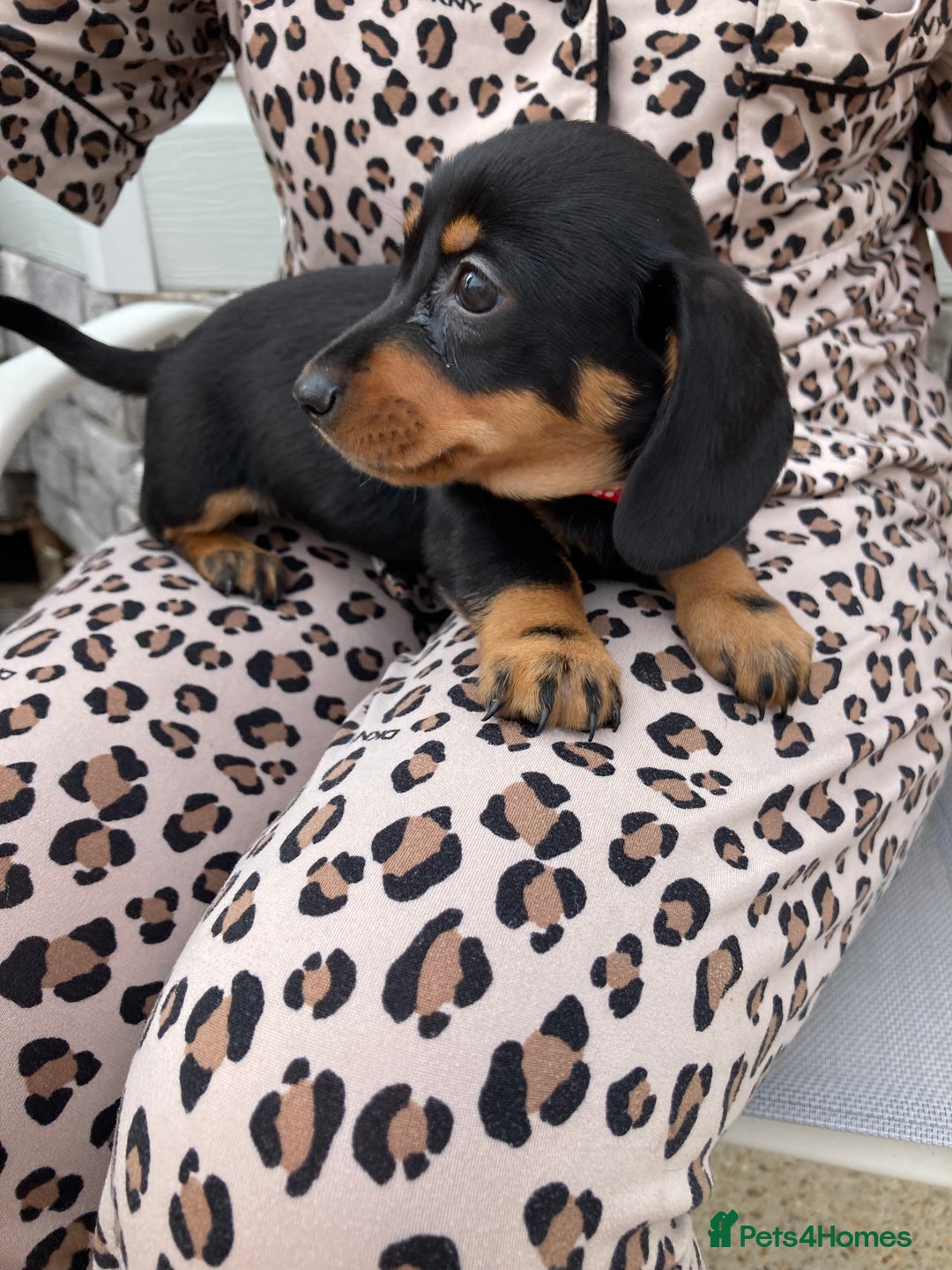 Dachshund dogs for sale: Litter of 8 - Image 9