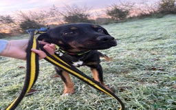 Mixed Breed dogs for adoption: Helen - Norwich Norfolk  - Advert 3