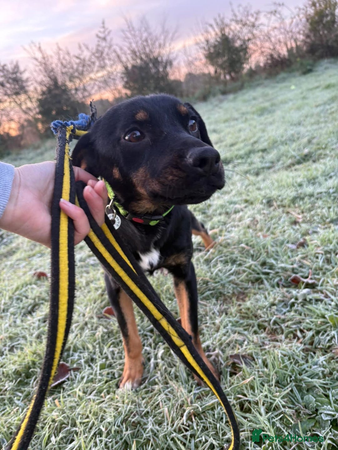 Mixed Breed dogs for adoption: Helen - Norwich Norfolk  - Advert 3