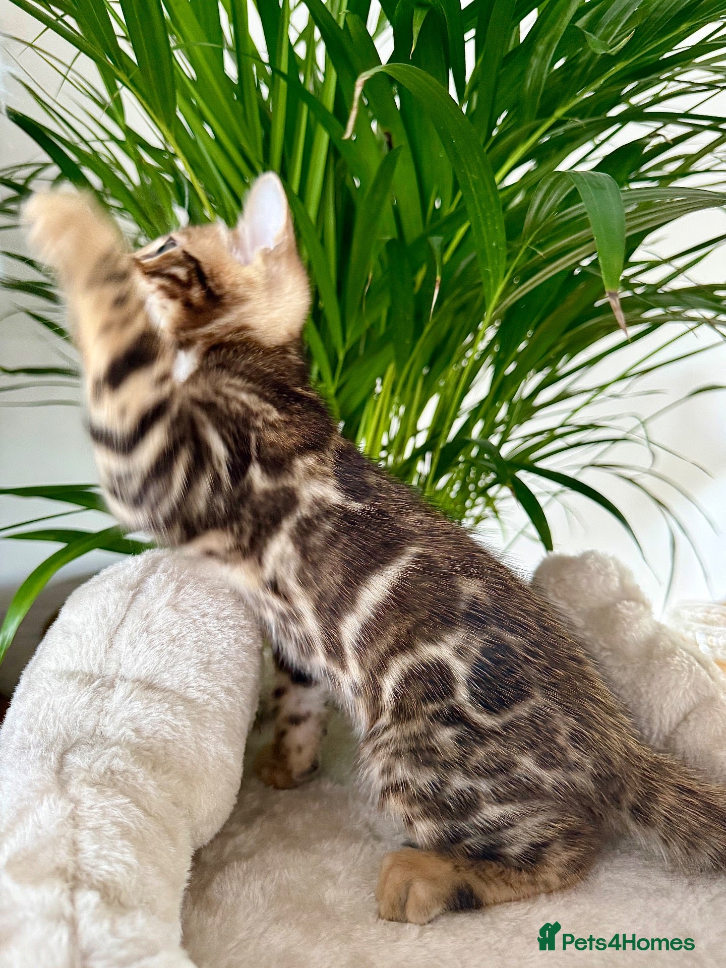 Bengal cats 🐆 Outstanding Champion Leopards🐆  - Advert 2