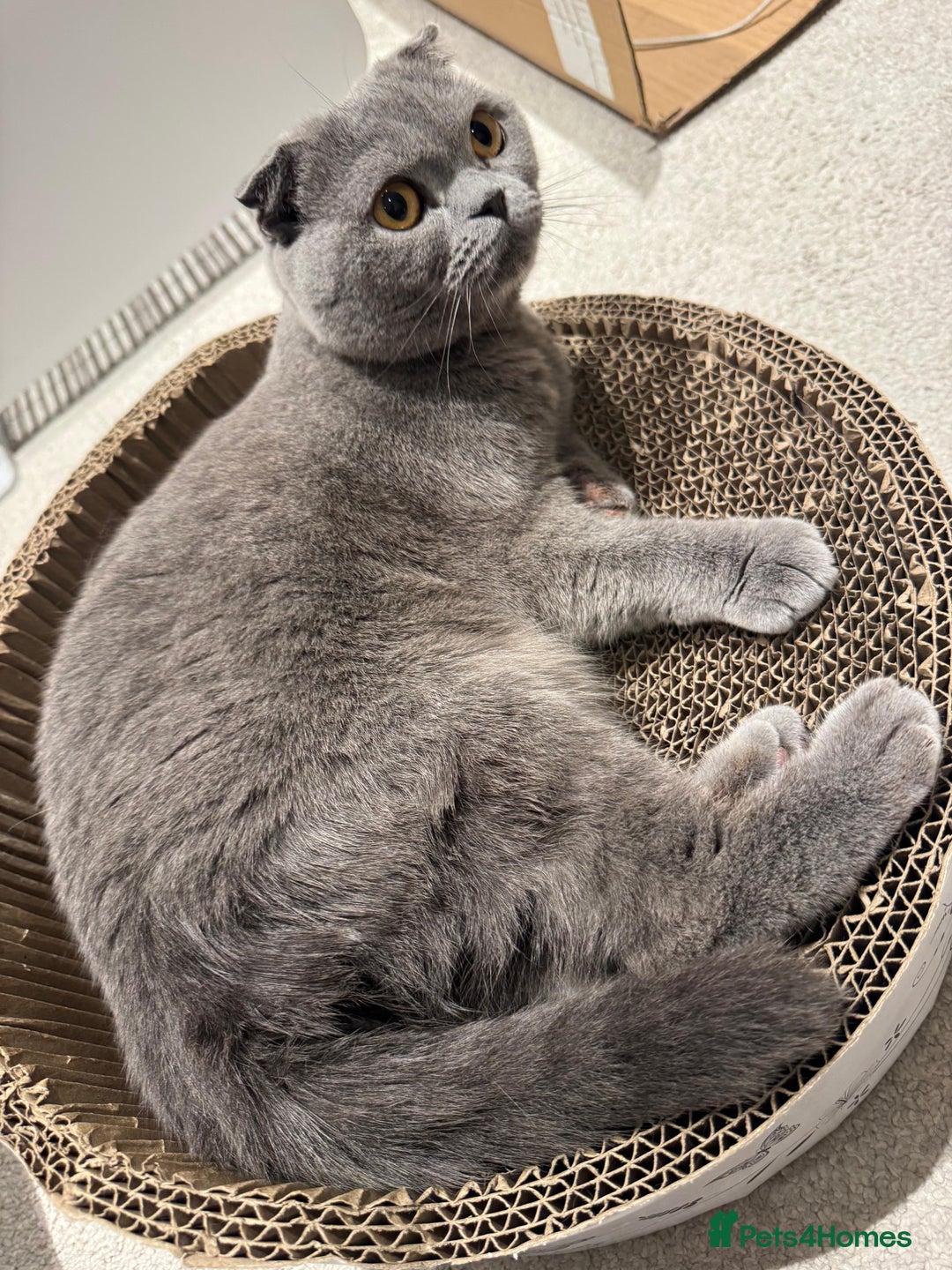 British Shorthair cats for sale: Adorable British Shorthair Male Kittens for Sale. - Advert 11