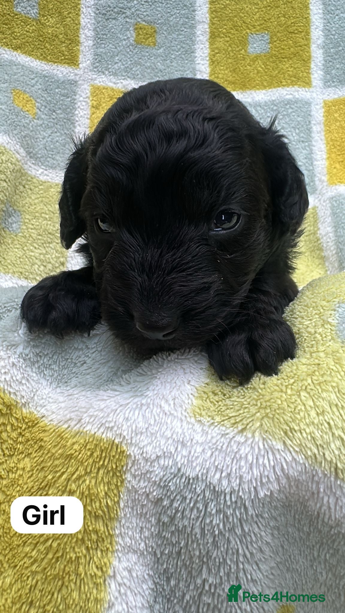 Cockapoo dogs Beautiful black cockapoo puppies for sale 💕 - Advert 14
