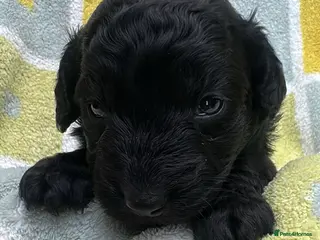 Cockapoo dogs Beautiful black cockapoo puppies for sale 💕 - Advert 14