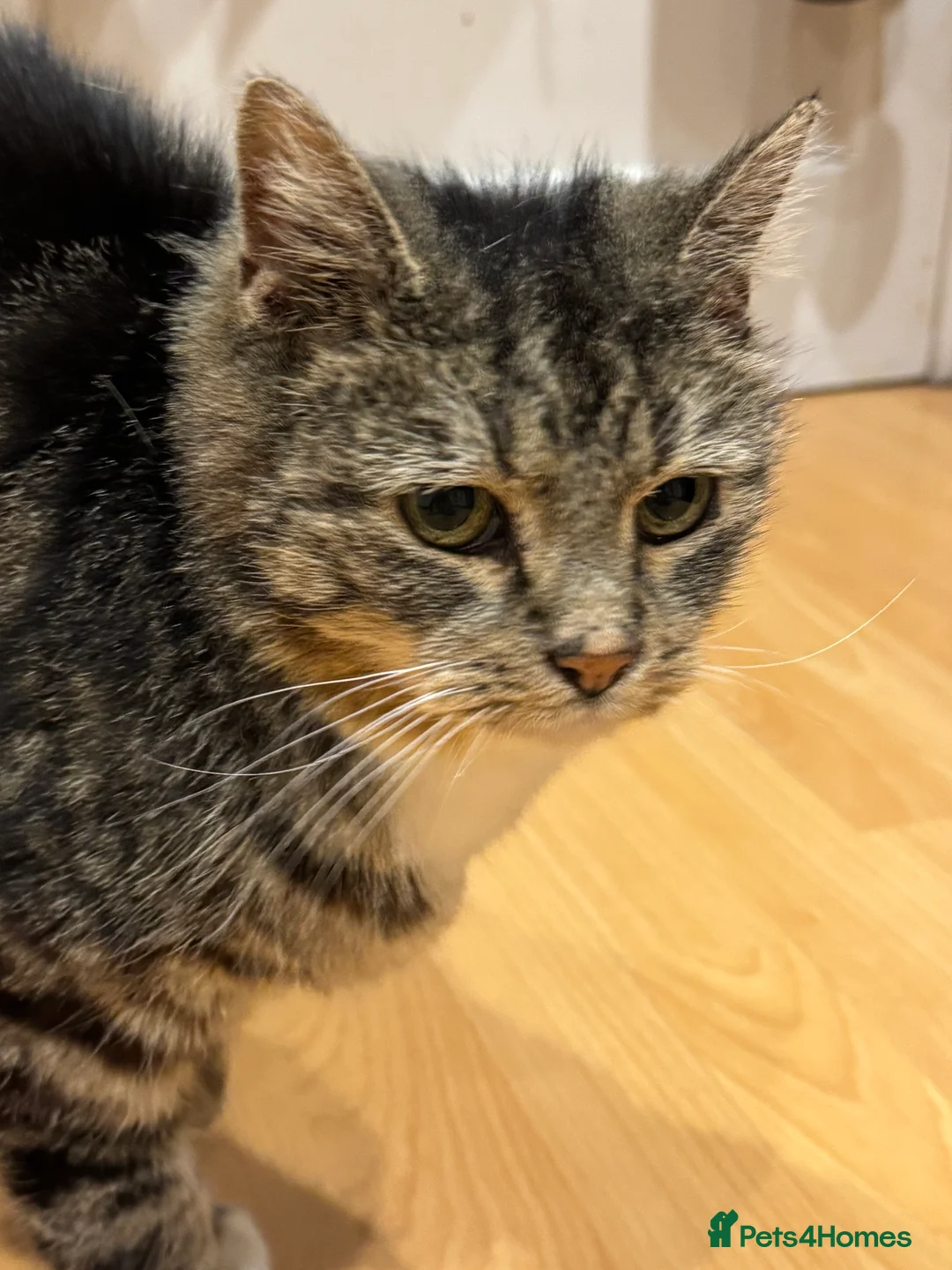 Mixed Breed cats for sale: Forever home needed - Advert 2