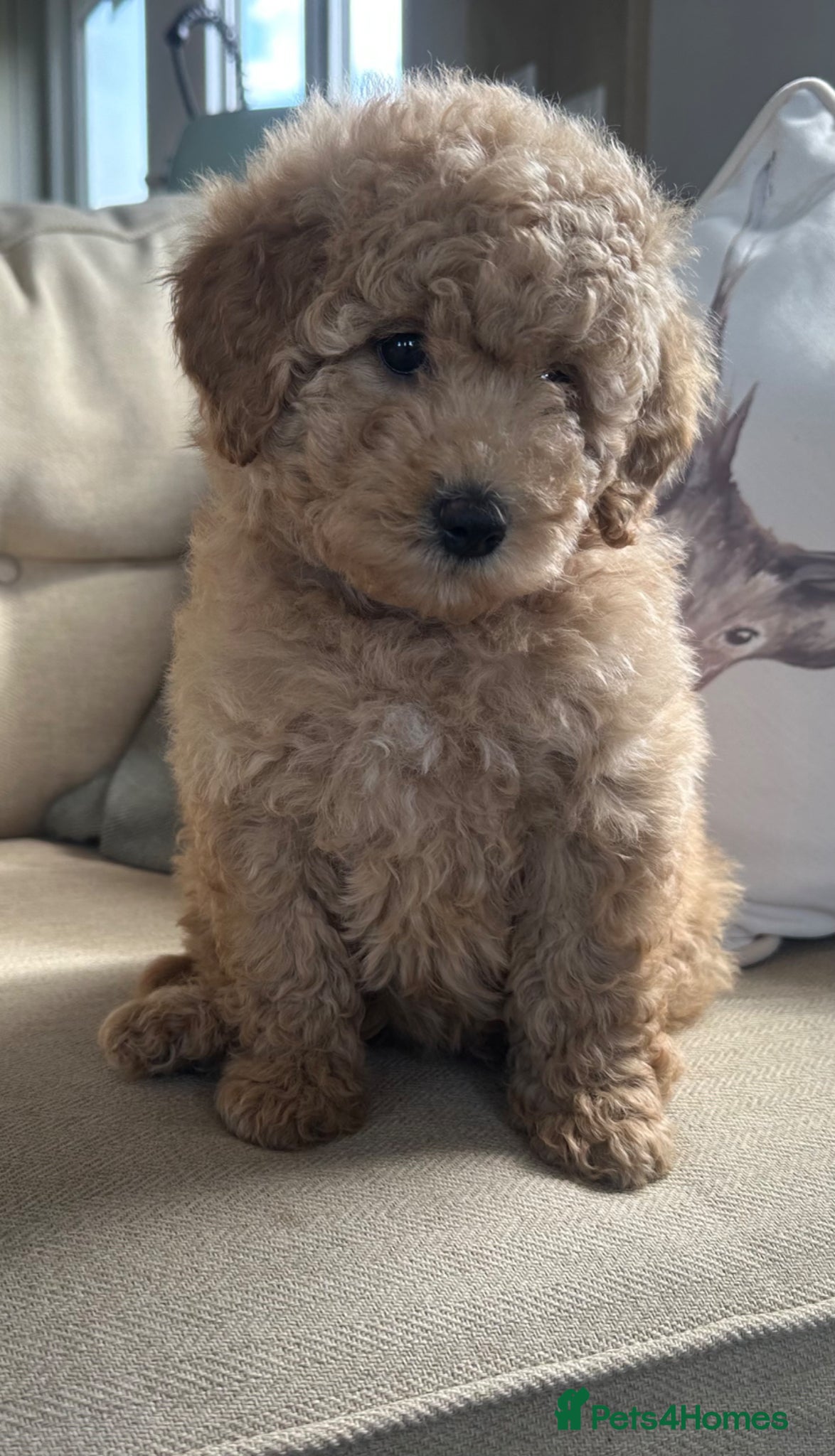 Goldendoodle dogs F1B MINI/MEDIUM GOLDENDOODLES FULL HEALTH CHECKED  - Advert 2