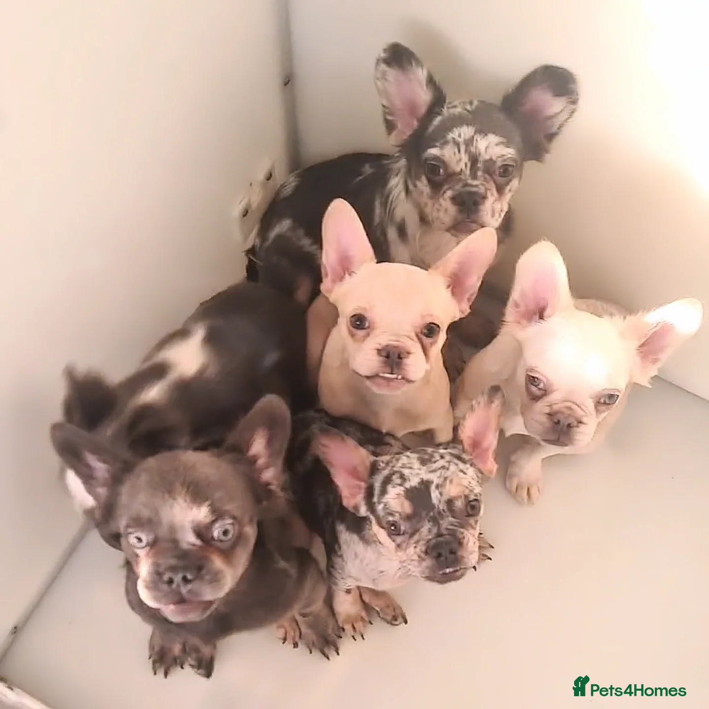 French Bulldog dogs ✨ Enchanted Frenchie Puppies Ready Now! ✨ - Advert 1