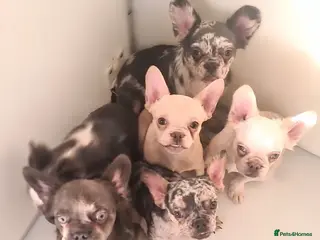 French Bulldog dogs ✨ Enchanted Frenchie Puppies Ready Now! ✨ - Advert 1