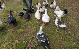 Ducks poultry for sale: Muscly ducks mixed ages - Image 3