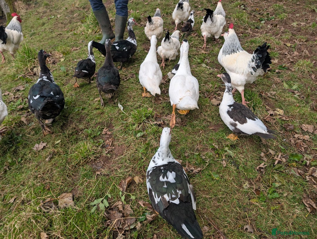 Ducks poultry for sale: Muscly ducks mixed ages - Image 3