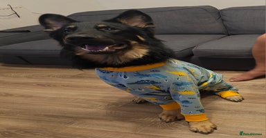 German Shepherd dogs - Advert 4