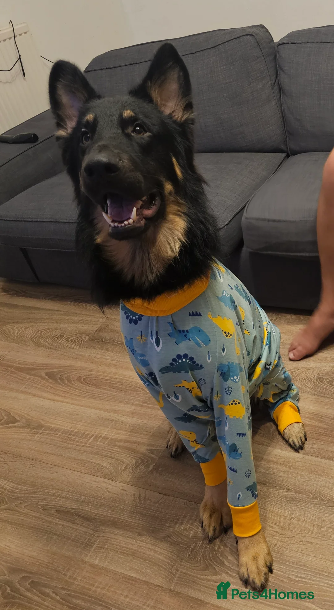 German Shepherd dogs for stud: Beautiful German shepherd for STUD - Advert 9