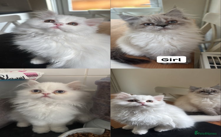 Persian cats - Advert 11