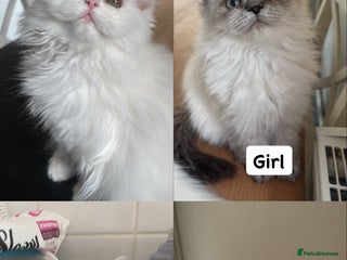 Persian cats - Advert 18