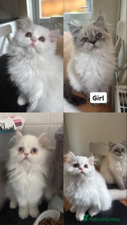 Persian cats - Advert 1