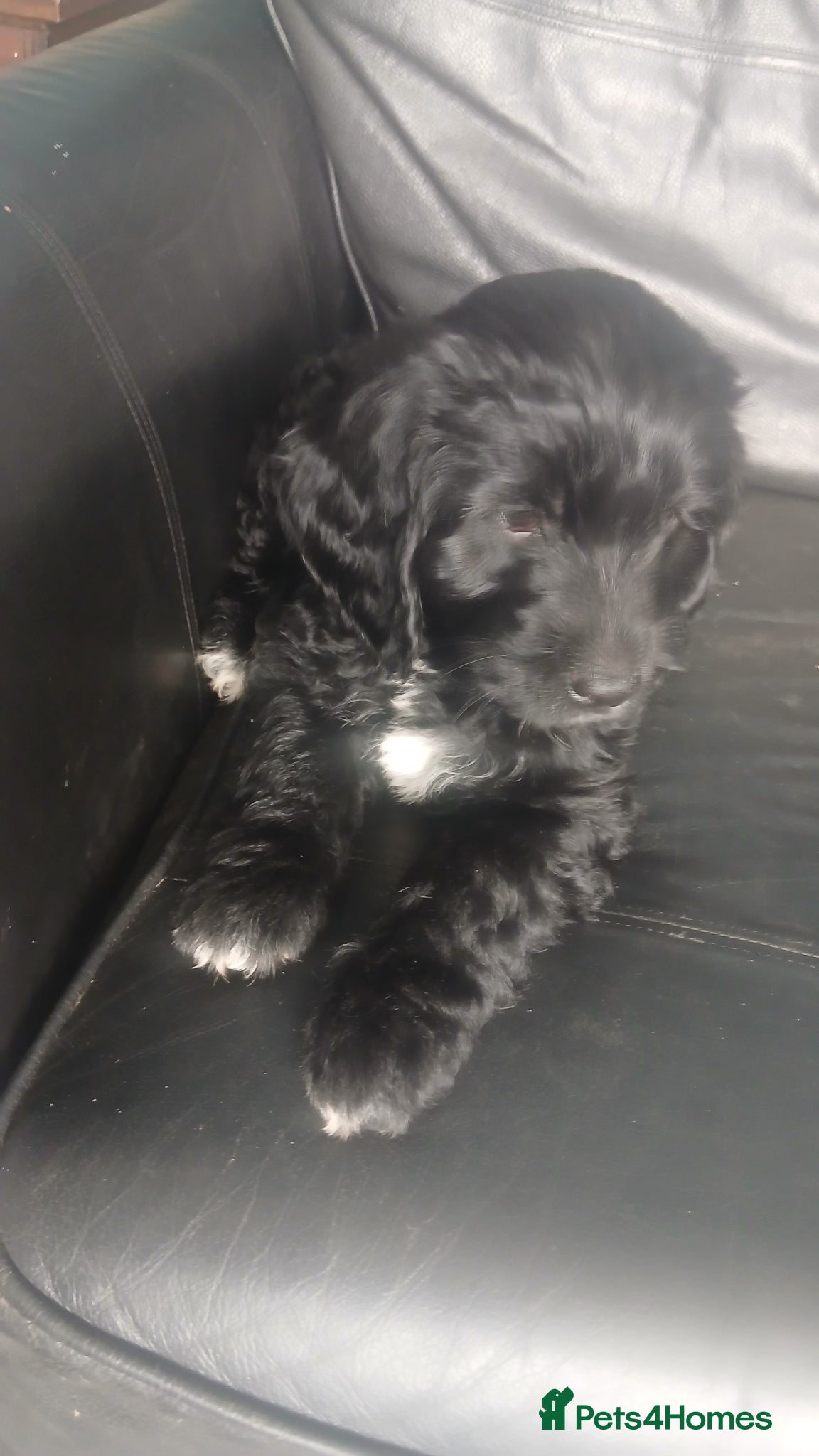 Mixed Breed dogs for sale: Ready Gorgeous Cockapoo x Gold Retriever x pups  - Advert 1
