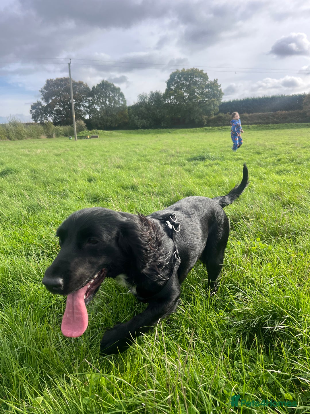 Cocker Spaniel dogs for sale: Rosie - One Year Old - Advert 4