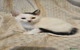 Mixed Breed cats for sale: 8 lovely kittens for sale - Image 2
