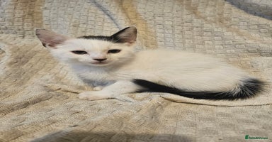 Mixed Breed cats - Advert 13