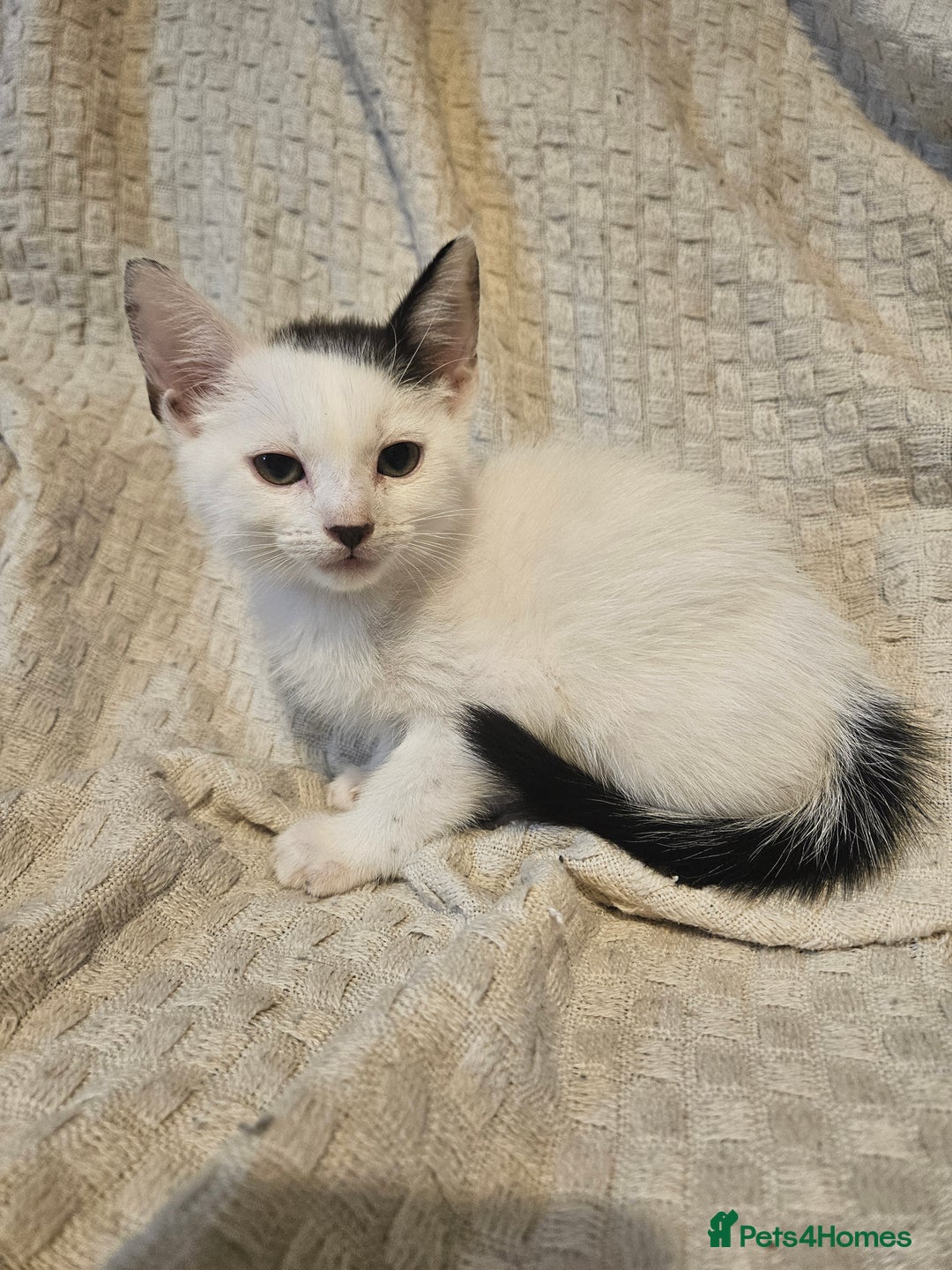 Mixed Breed cats for sale: 8 lovely kittens for sale - Image 2