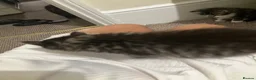 Mixed Breed cats for sale: Gorgeous Furr Babies  in Havant - Advert 9