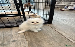 Persian cats for sale: Persian x kittens , 2 separate litters - Advert 30