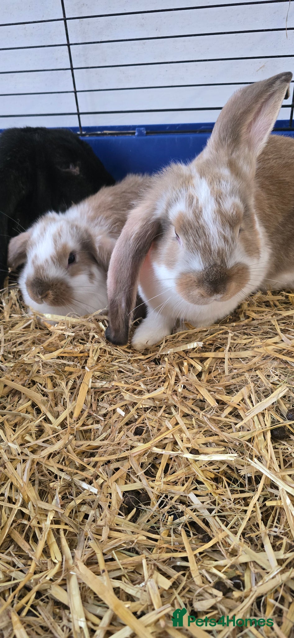 French Lop rabbits French Lops ready for new home ;) - Advert 2
