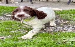 English Springer Spaniel dogs for sale: GAMEKEEPER BRED SPRINGER SPANIEL PUPS - Image 25