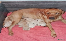 Labrador Retriever dogs for sale: Beautiful Labrador puppies - Image 1