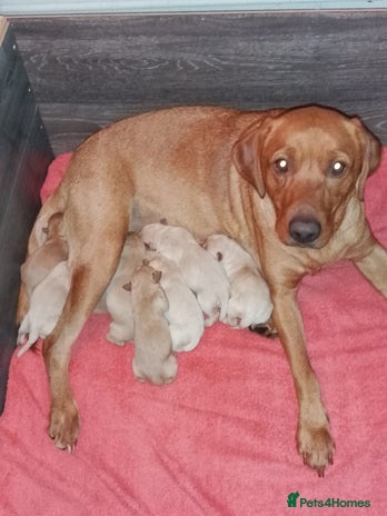 Labrador Retriever dogs - Advert 18