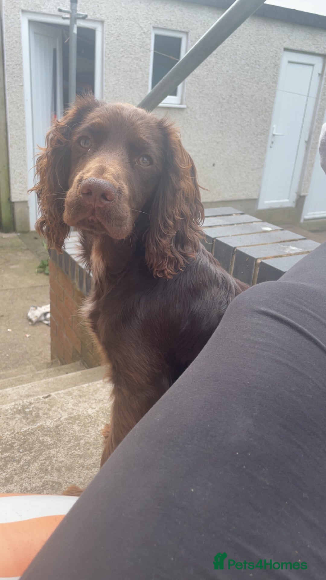 Cocker Spaniel dogs for sale: Beautiful working cocker spaniel - Advert 4