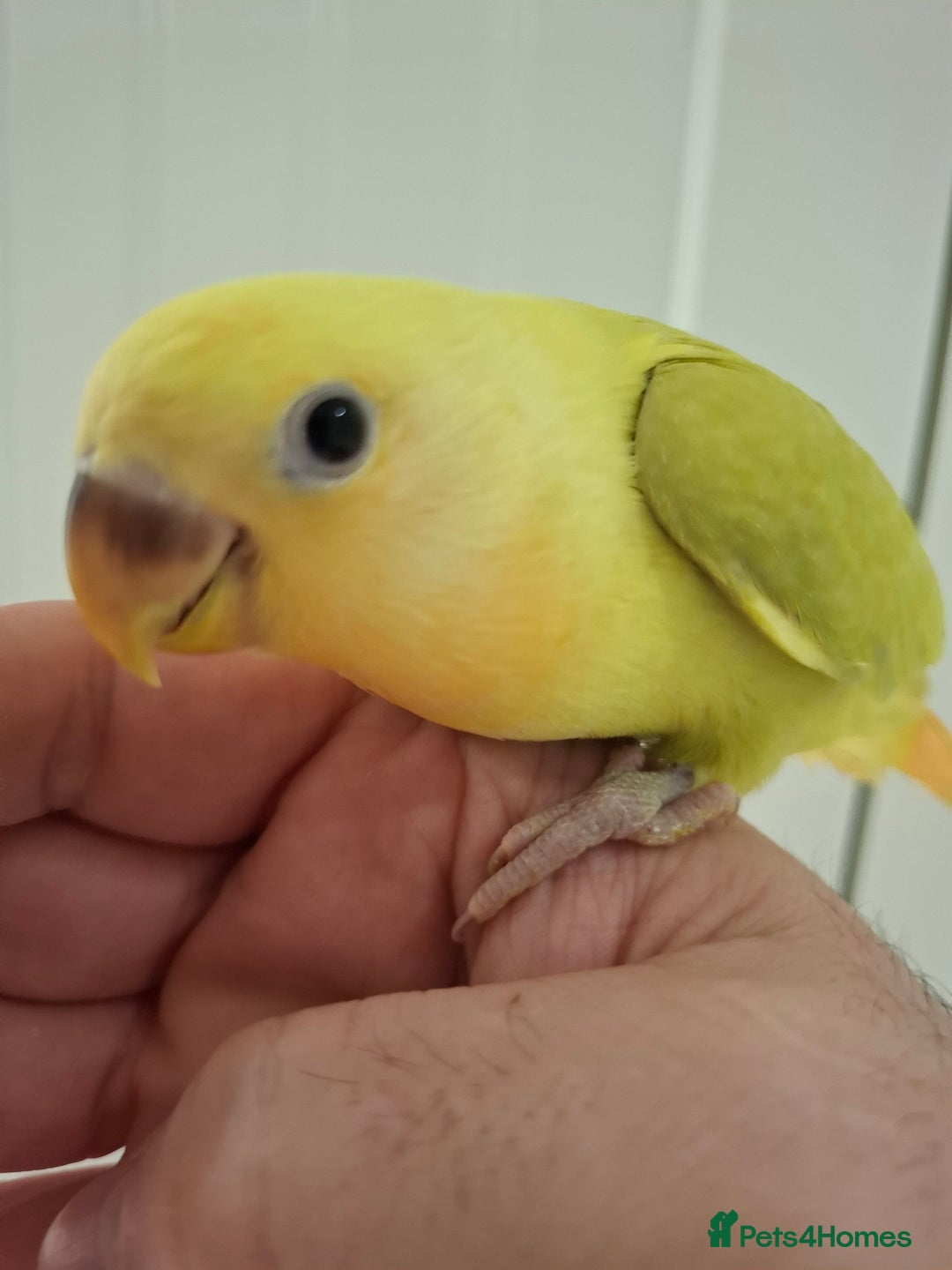 Lovebirds birds for sale: Hand Reared Lovebird - Advert 3