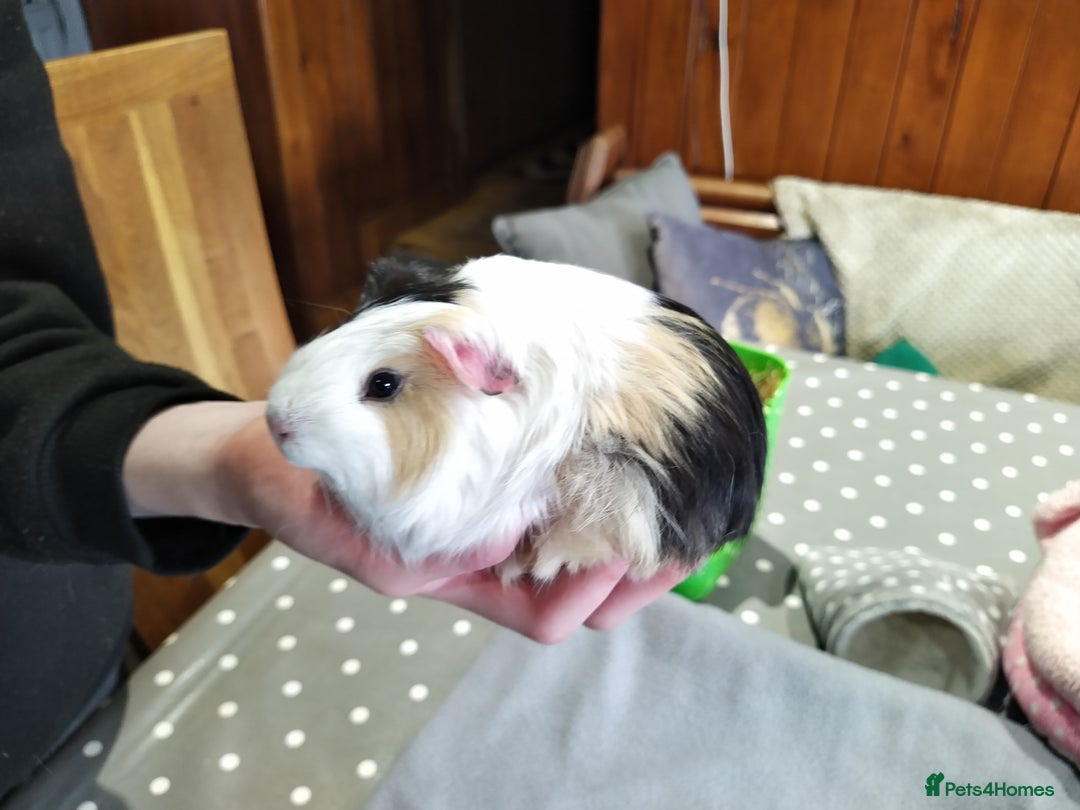 Guinea Pig rodents for sale: Five gorgeous male guinea pigs different breeds in Milnthorpe - Image 11