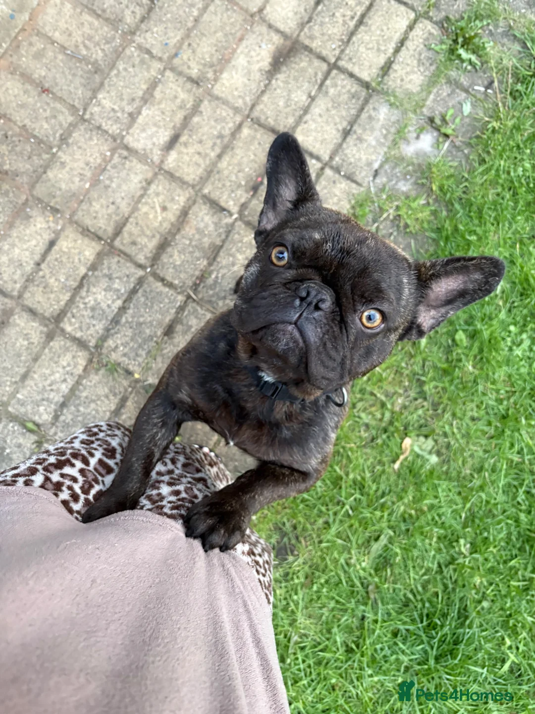 French Bulldog dogs for sale: French bulldog  in Bradford - Advert 2