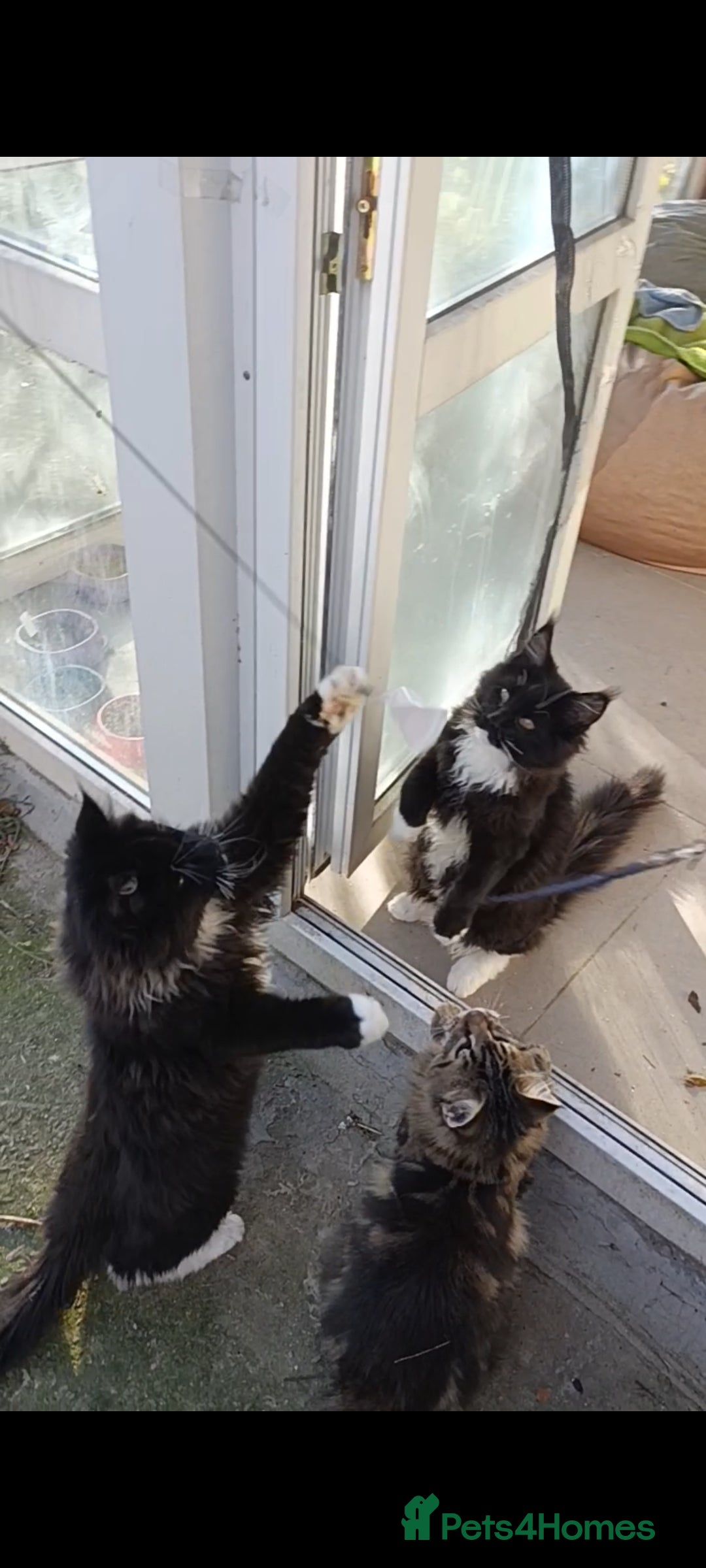 Maine Coon cats for sale: Maine-Coon kittens  - Image 18