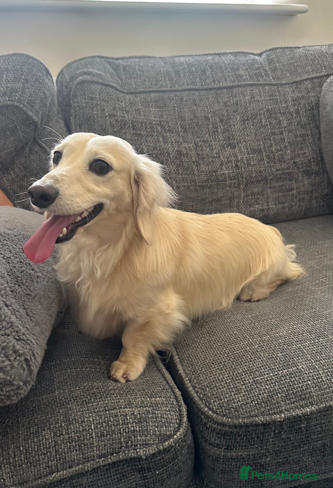 Miniature Dachshund dogs for stud: KC registered cream miniature dachshund for stud in Kidderminster - Advert 3