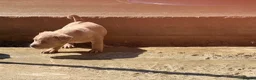 American Bully dogs for sale: ABKC REGISTERED Pocket bullz - Advert 3