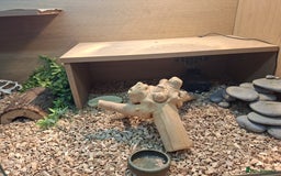 Bearded Dragon reptiles for sale: Bearded dragon looking for a loving new home - Image 3