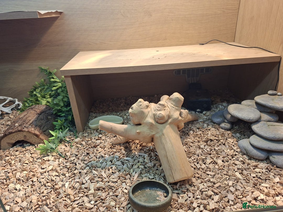 Bearded Dragon reptiles for sale: Bearded dragon looking for a loving new home - Image 3