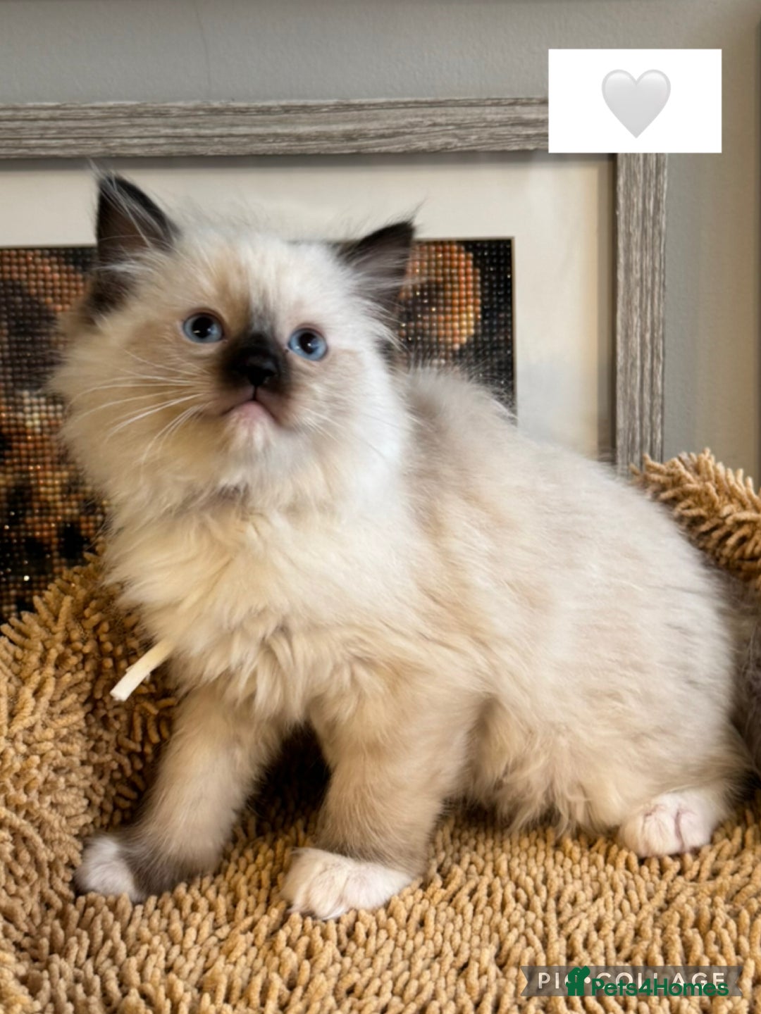 Ragdoll cats for sale: 👑 GCCF REGISTERED CHAMPION RAGDOLL KITTENS 👑 - Advert 6