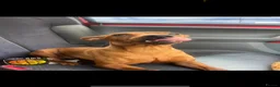 Mixed Breed dogs for sale: Stunning playful puppies  - Advert 10