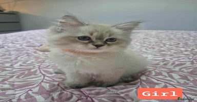 Siberian cats - Advert 9