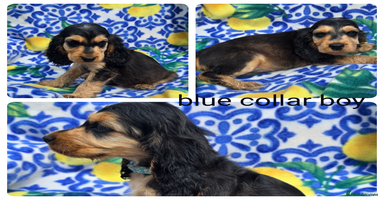 Cocker Spaniel dogs - Advert 1